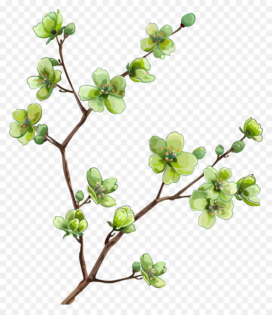 Fleur Verte，Fleurs Vertes PNG