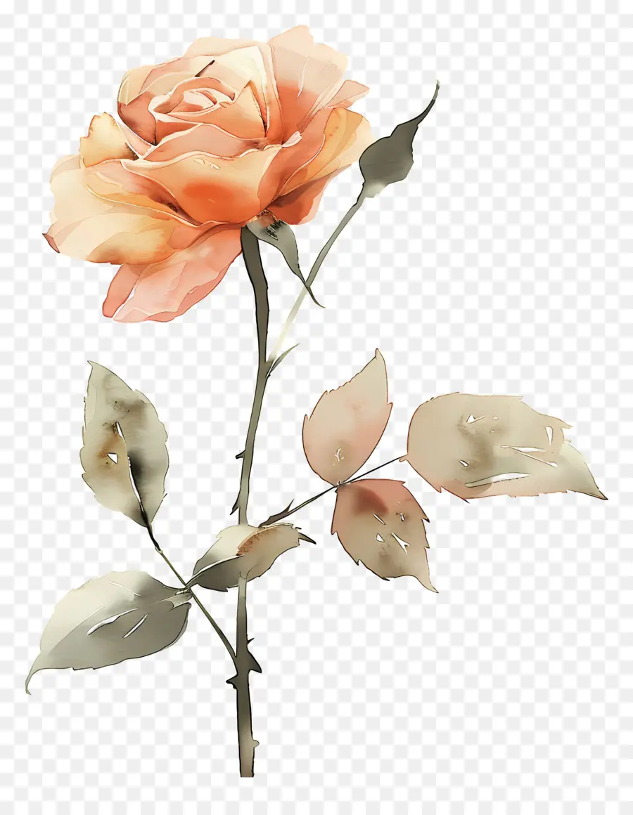 Fleur De Rose，Roses Oranges PNG