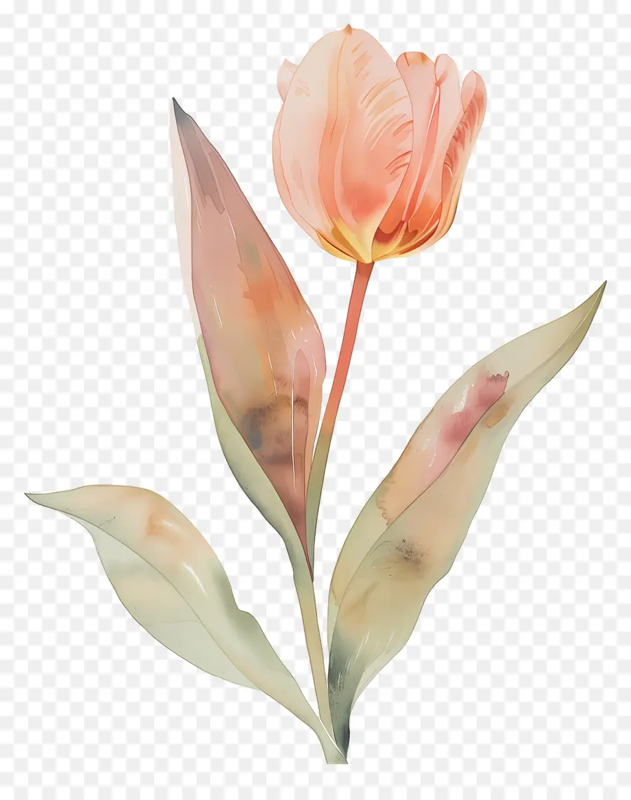 Tulipe，Fleur PNG