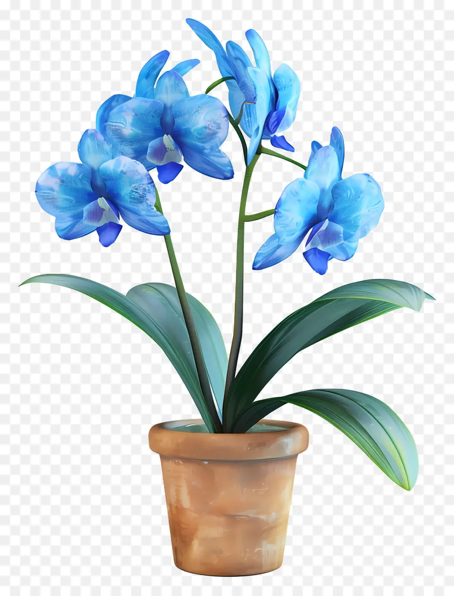 Orchidée Bleue，Orchidée En Pot PNG