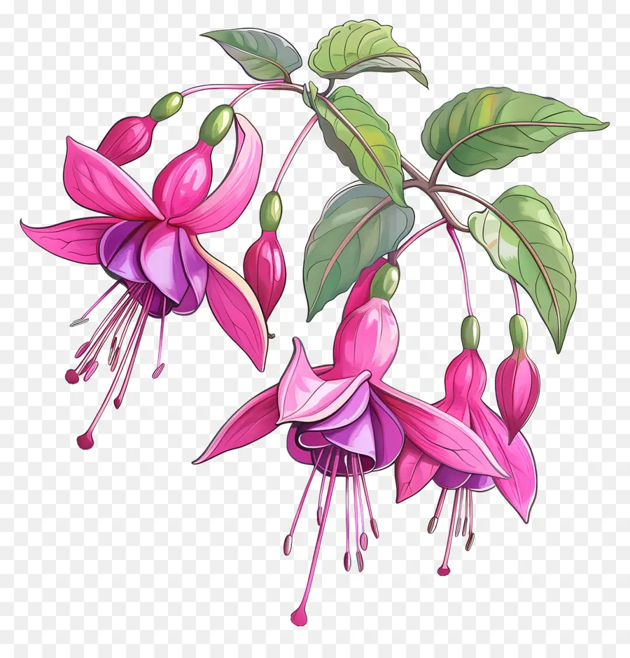 Fleurs Fuchsia，Fleurs Roses PNG