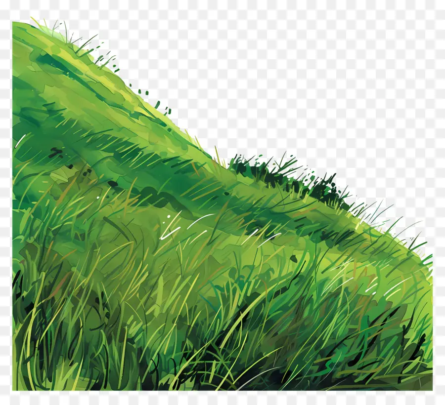 Pente En Herbe，Herbe Verte PNG