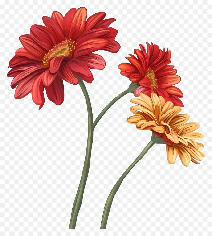 Fleurs De Gerberas，Fleurs De Dahlias PNG