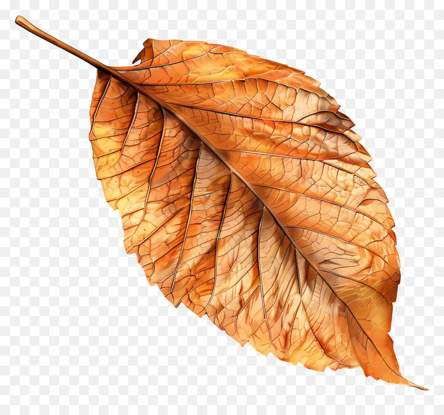 Feuille Morte，Feuille D'automne PNG