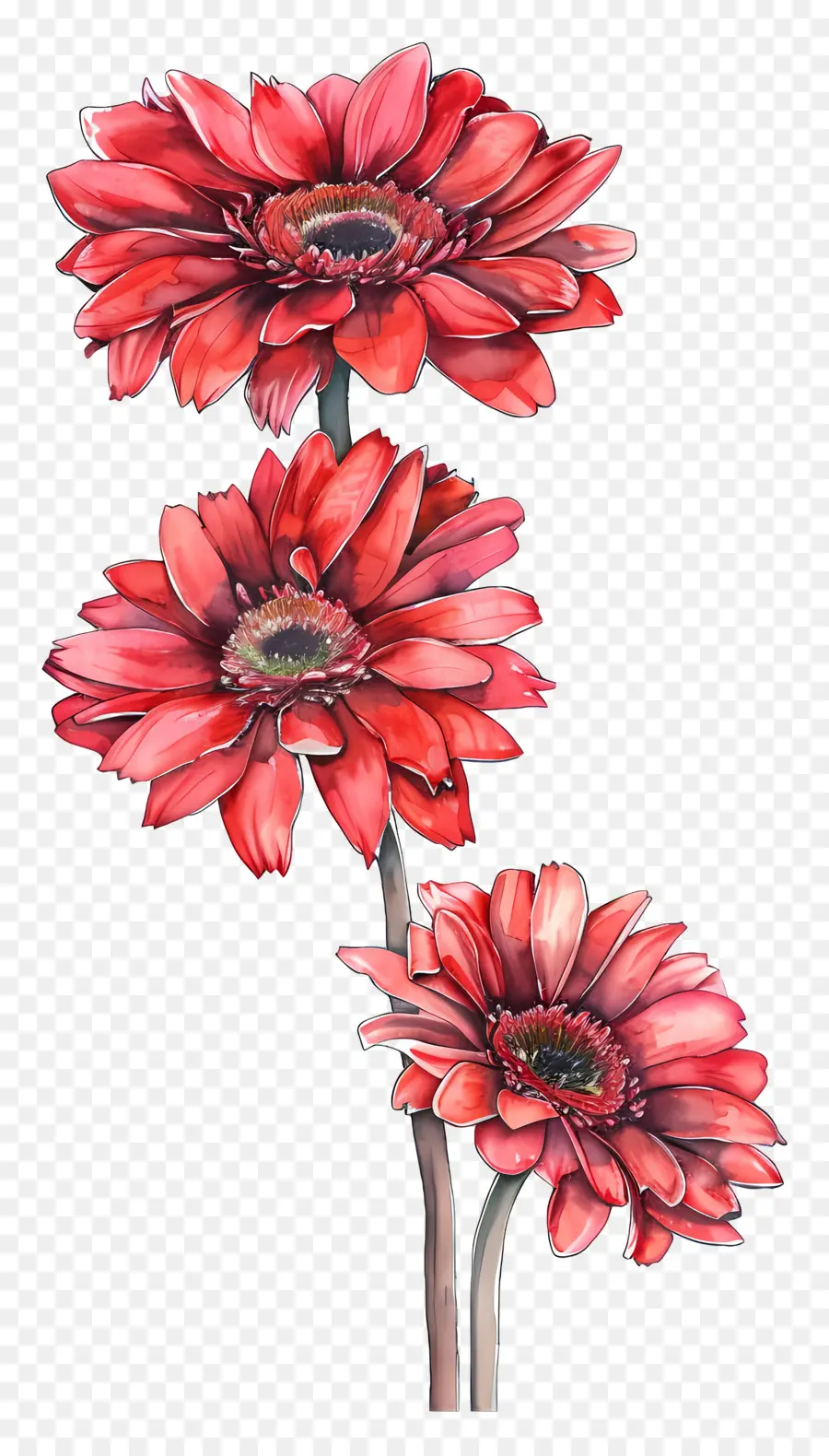 Fleurs De Gerberas，Fleur Rouge PNG