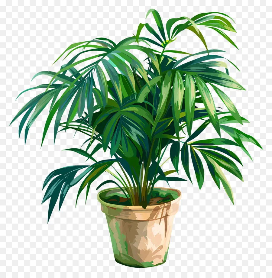 Palmier De Salon，Plante Verte En Pot PNG