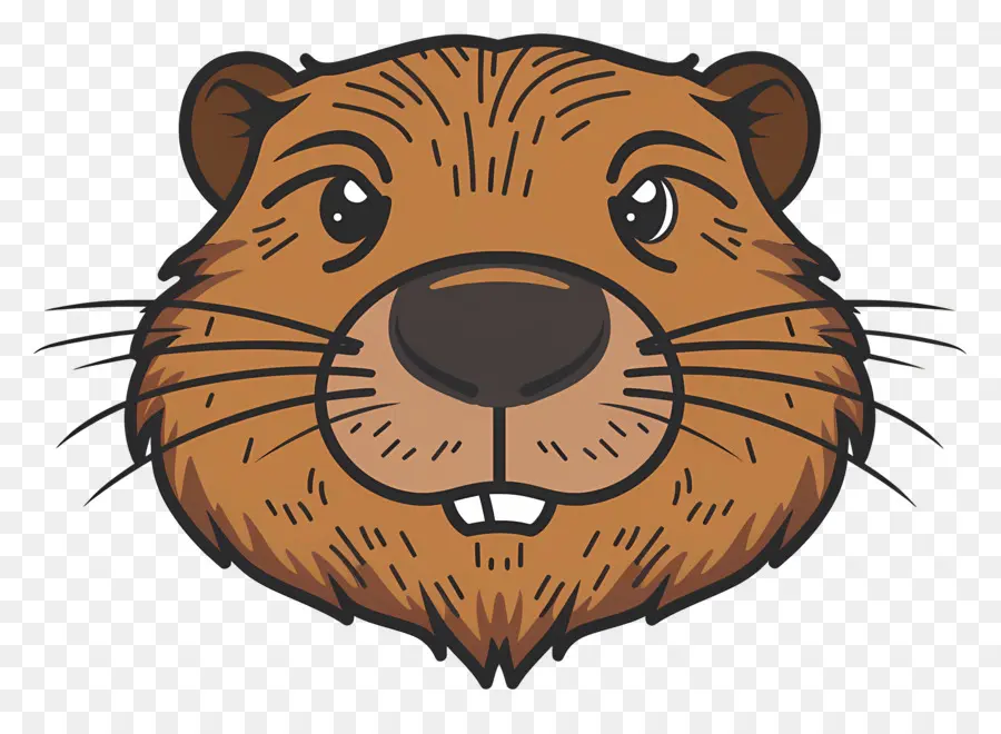 Visage De Castor，Marmotte PNG