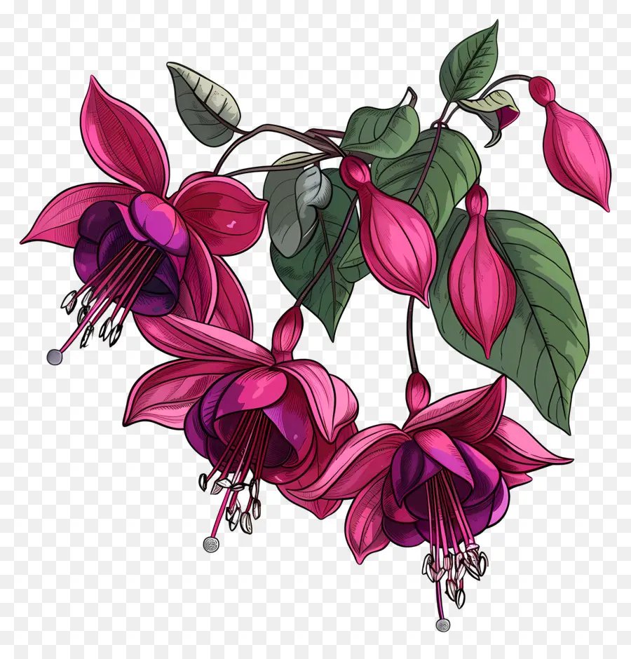 Fleurs Fuchsia，Fleurs Roses PNG