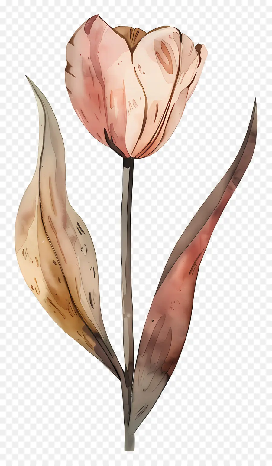 Tulipe，Fleur Brune PNG