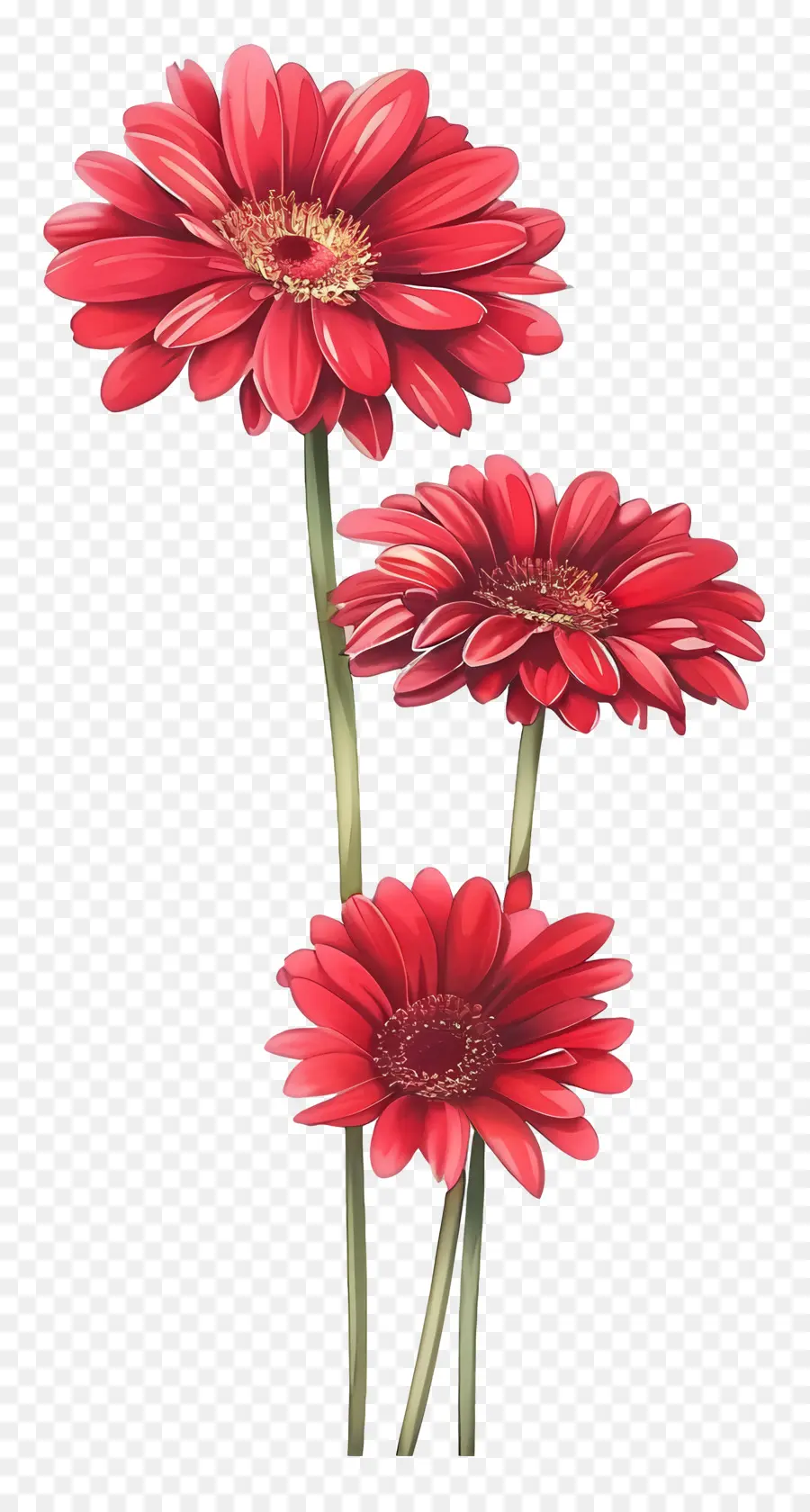 Fleurs De Gerberas，Fleur Rouge PNG