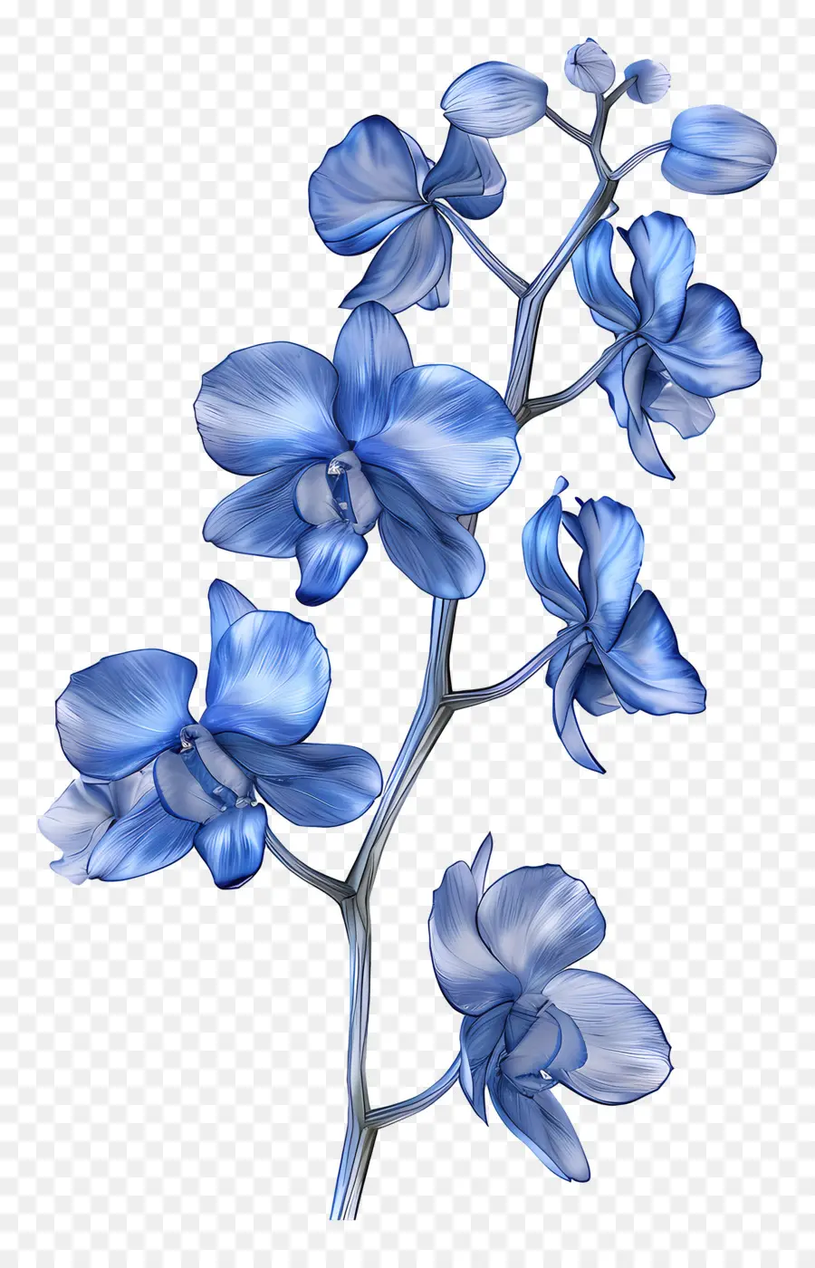 Orchidée Bleue，Orchidées Bleues PNG