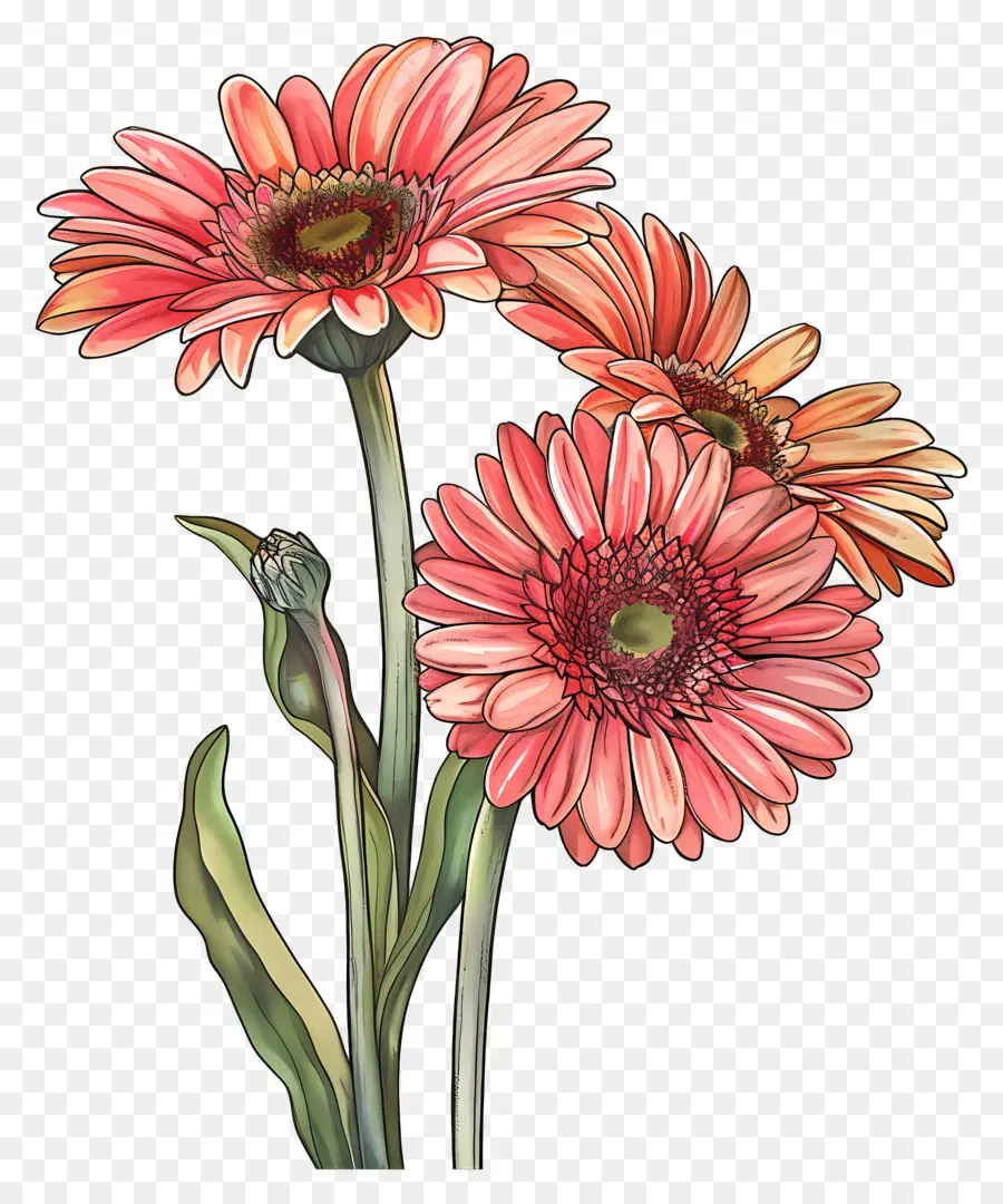 Fleurs De Gerberas，Fleurs Roses PNG