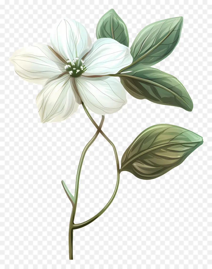 Fleur Pastel，Fleurs Blanches PNG