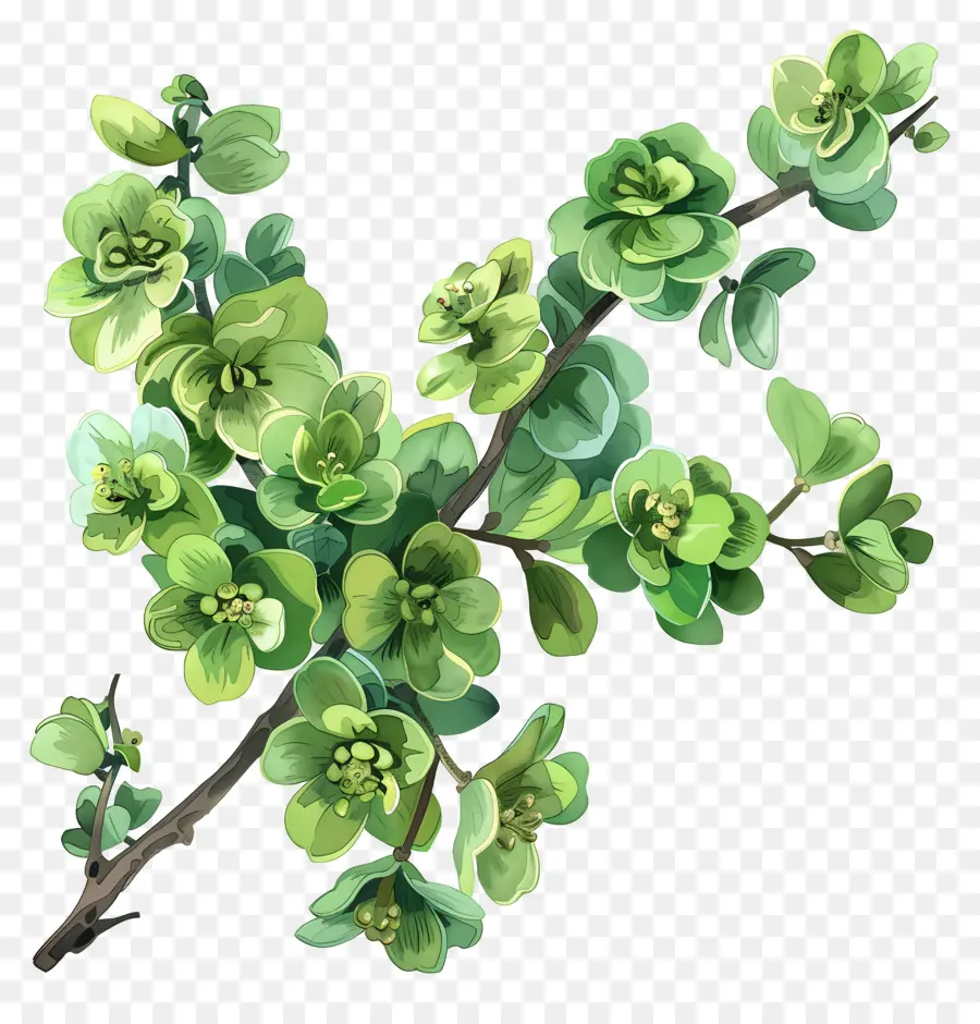 Fleur Verte，Plante Verte PNG