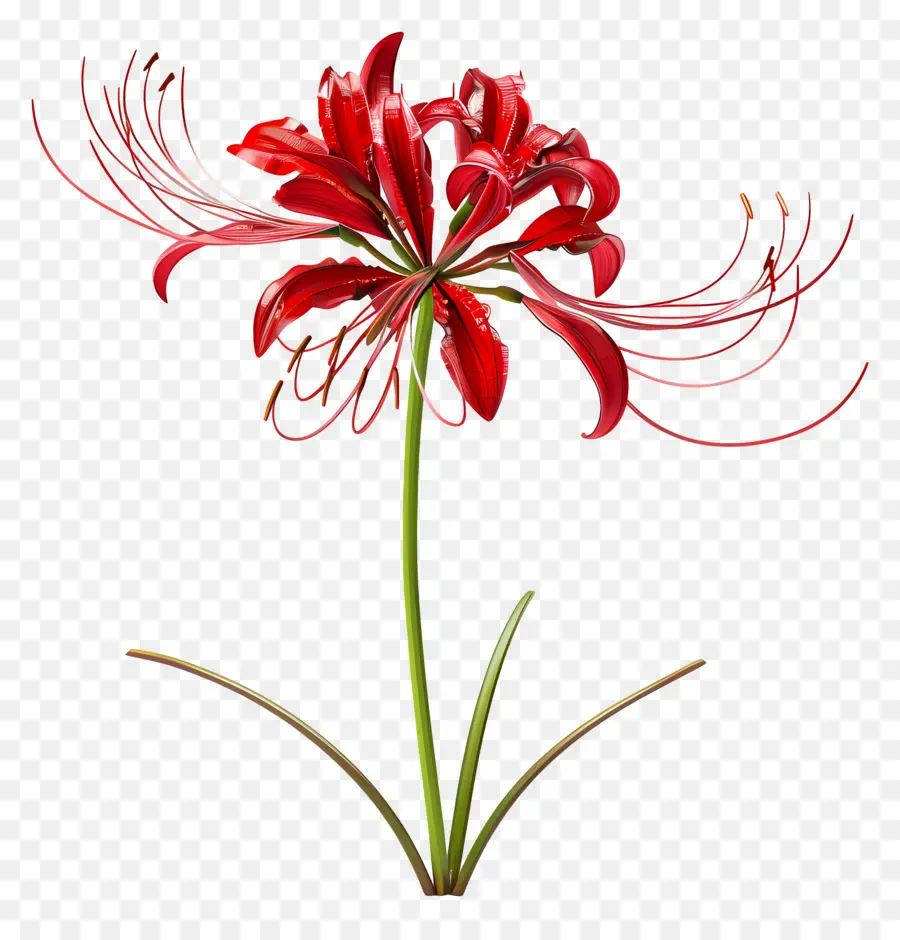 Lys Araignée，Fleur Rouge PNG