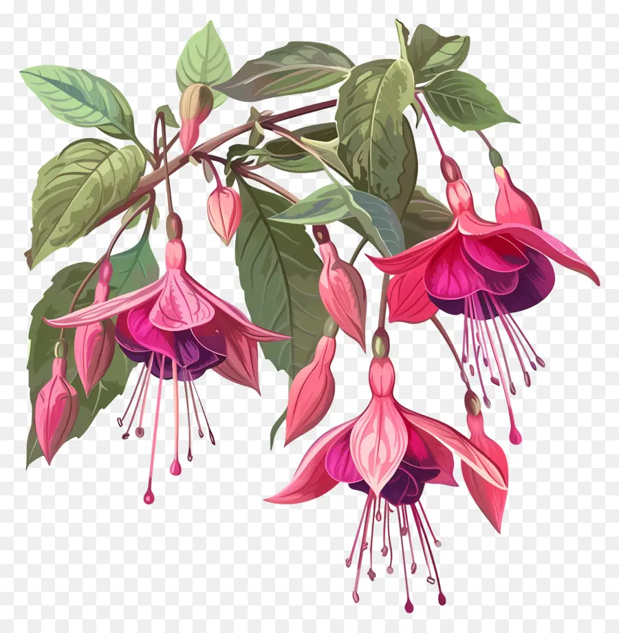 Fleurs Fuchsias，Fleurs Roses PNG