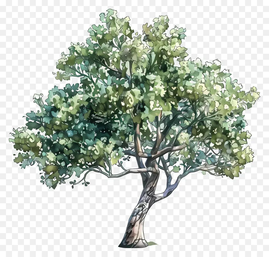 Arbre Aquarelle，Arbre Vert PNG