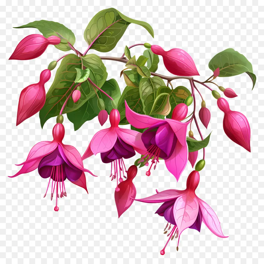 Fleurs Fuchsia，Fleurs Roses PNG