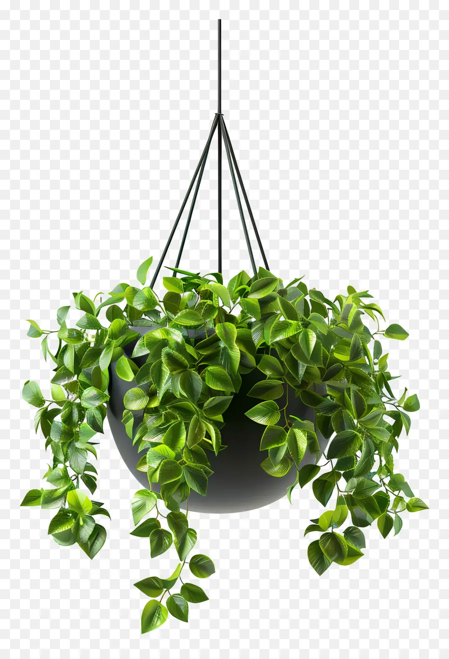 Plante En Pot Suspendue，Plante Suspendue PNG