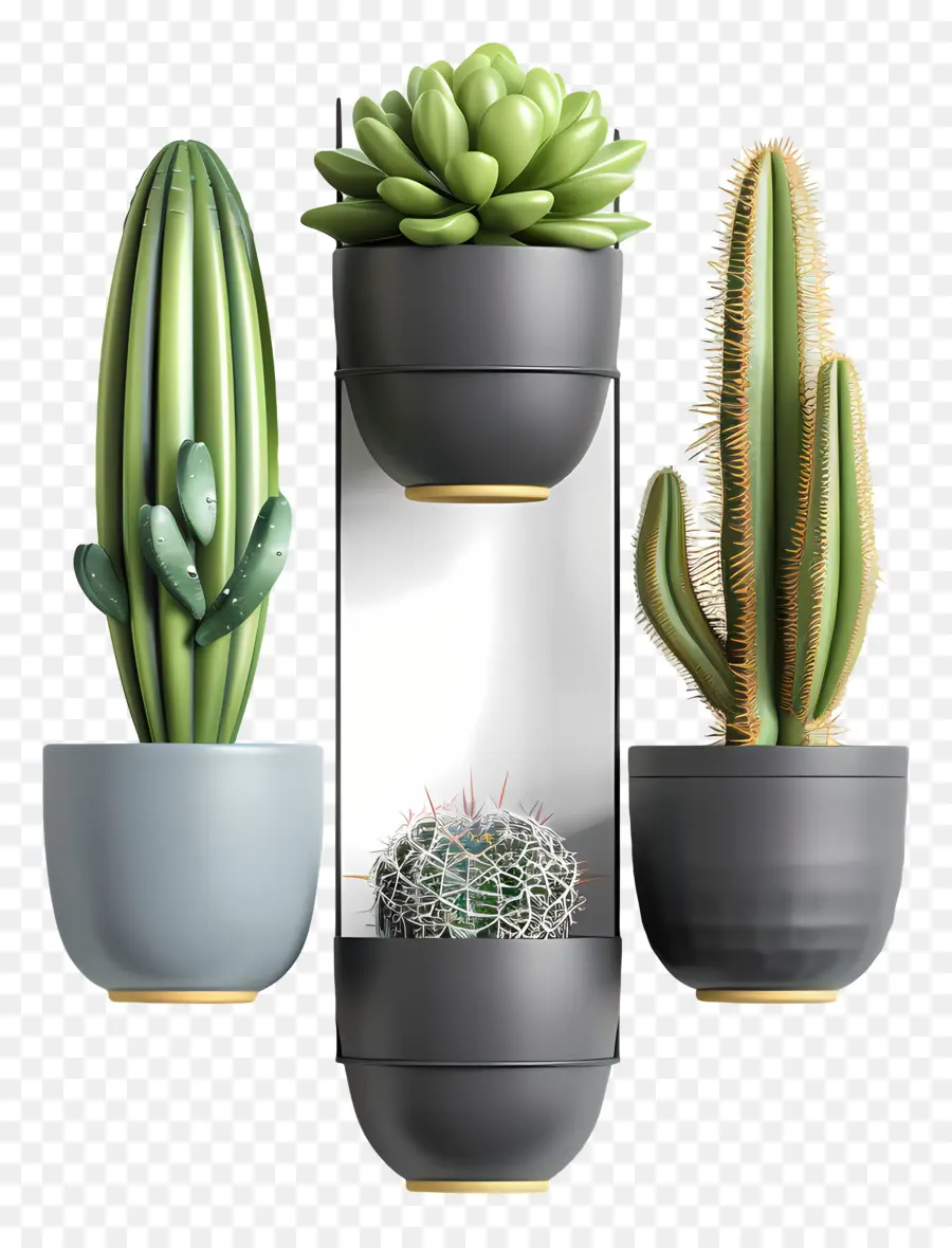 Cactus Suspendus，Cactus PNG