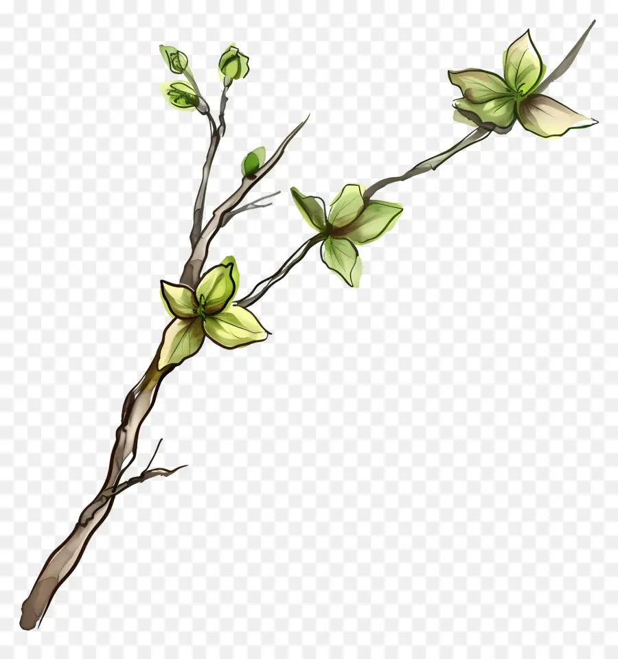 Fleurs Vertes，Branche Avec Des Feuilles PNG