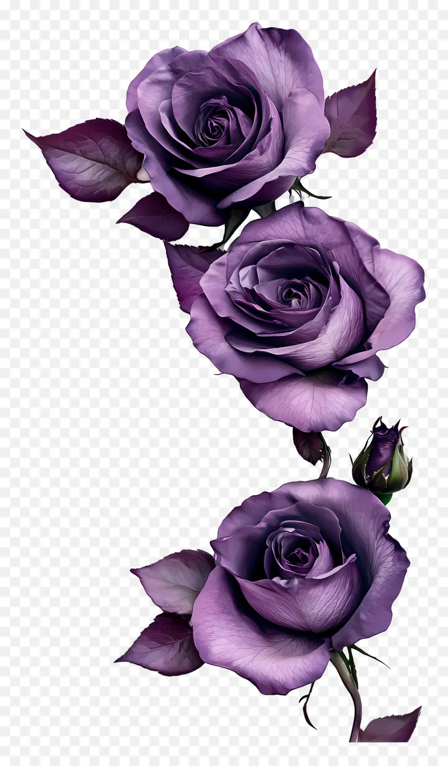 Rose，Roses Violettes PNG