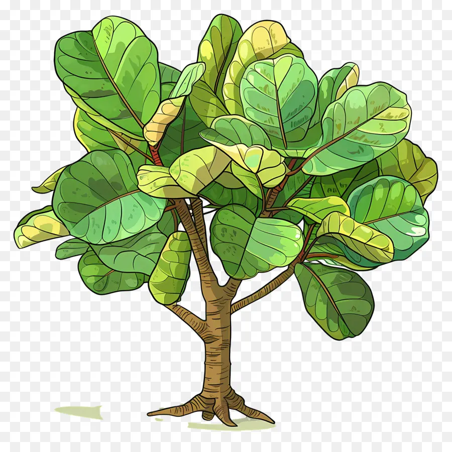 Ficus Lyrata，Plante Verte PNG