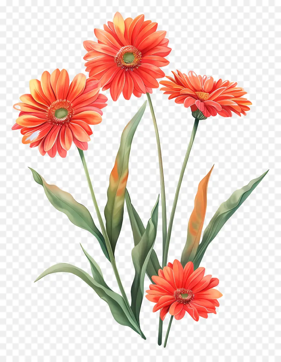 Fleurs De Gerberas，Fleurs PNG