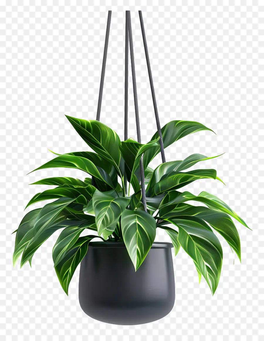 Plante En Pot Suspendue，Plante Suspendue PNG