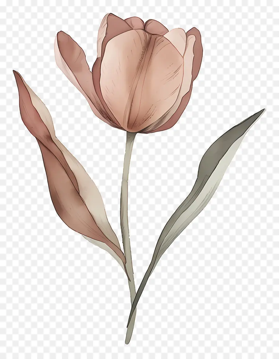 Tulipe，Fleur PNG