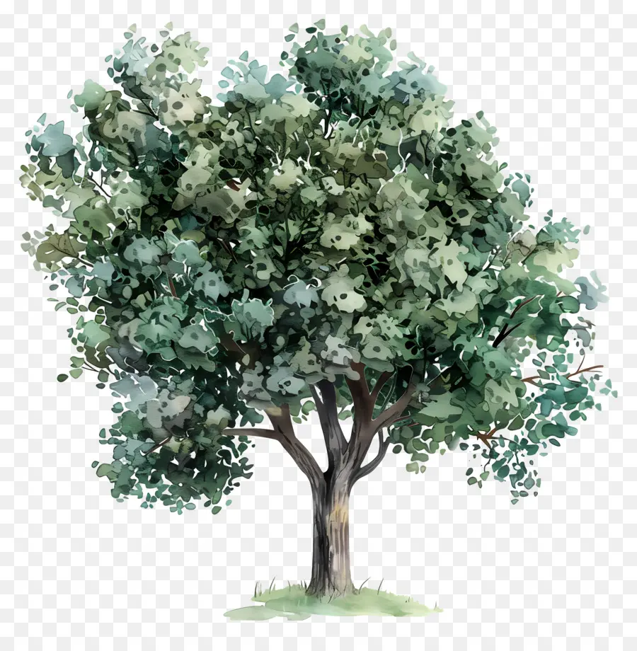 Arbre Aquarelle，Arbre Vert PNG