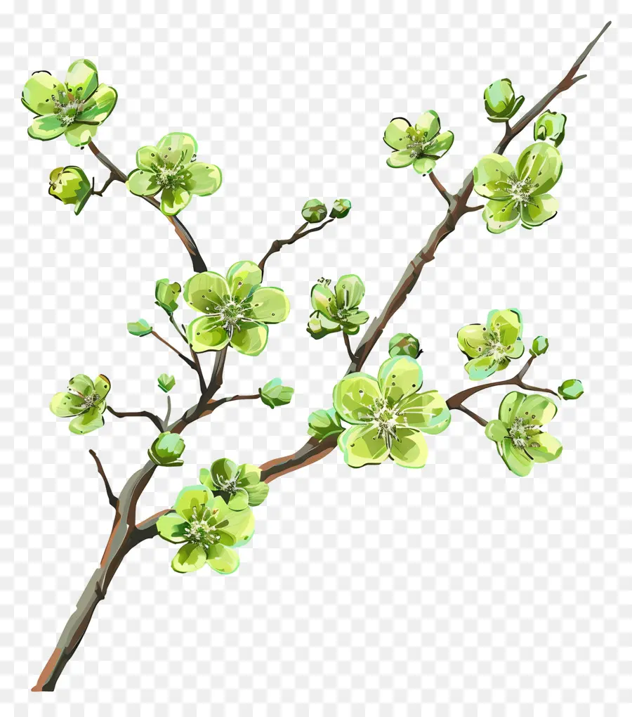 Fleur Verte，Branche Fleurie PNG