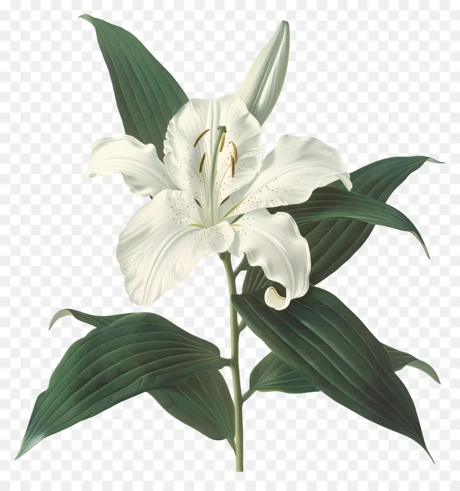 Lys Blanc，Lis PNG