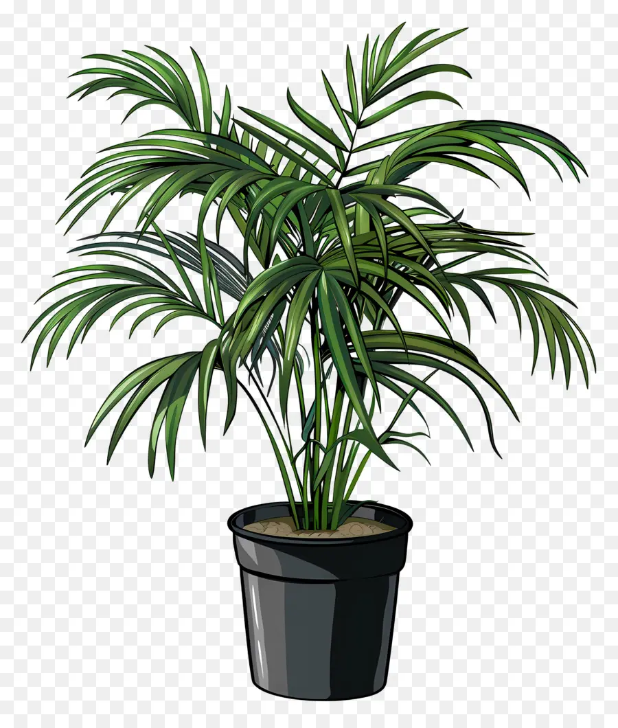 Palmier De Salon，Plante En Pot PNG