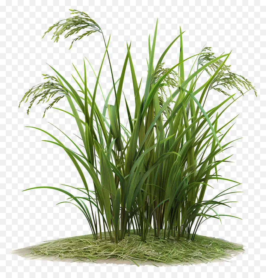 Tige De Riz，Herbe Verte PNG