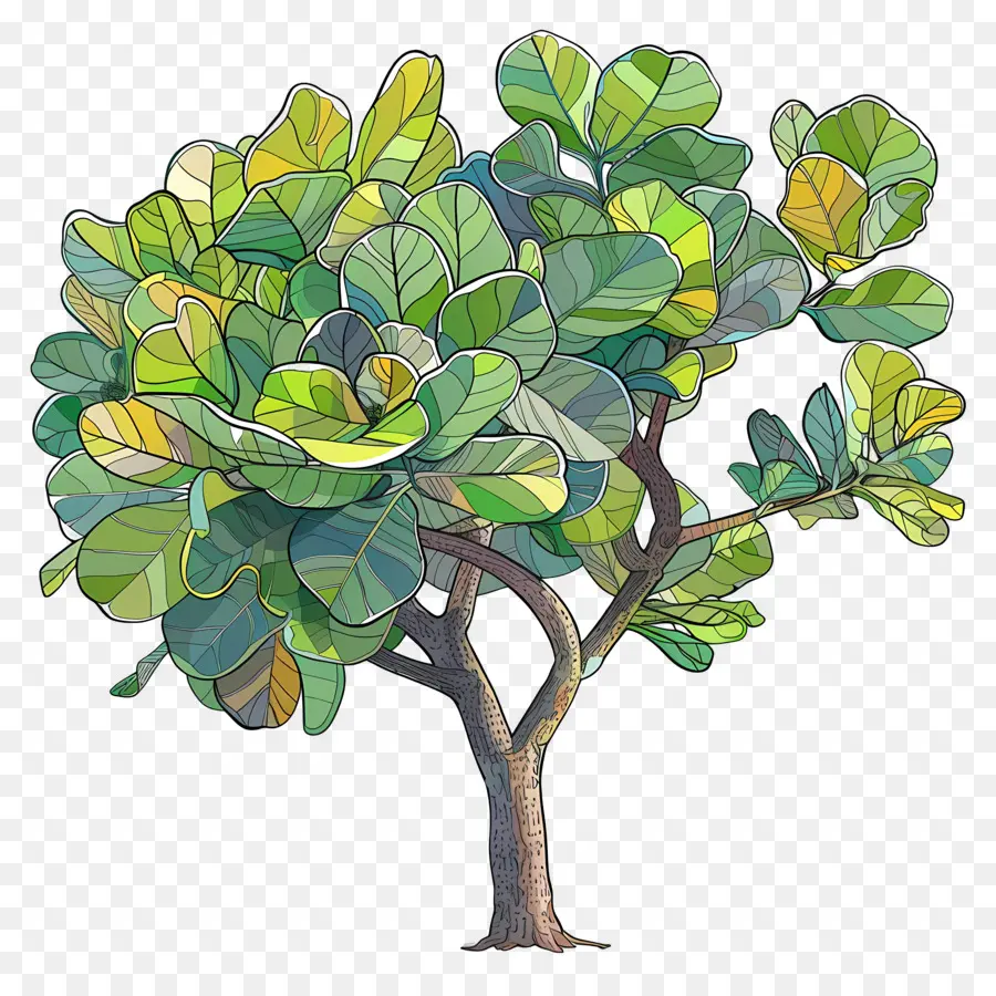 Ficus Lyrata，Arbre PNG