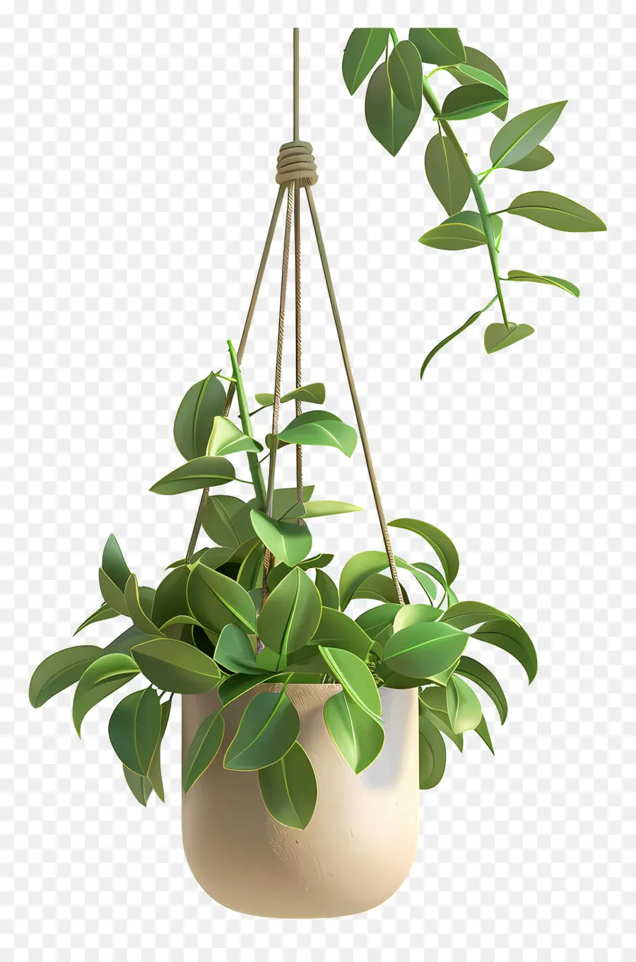 Plante En Pot Suspendue，Plante Suspendue PNG