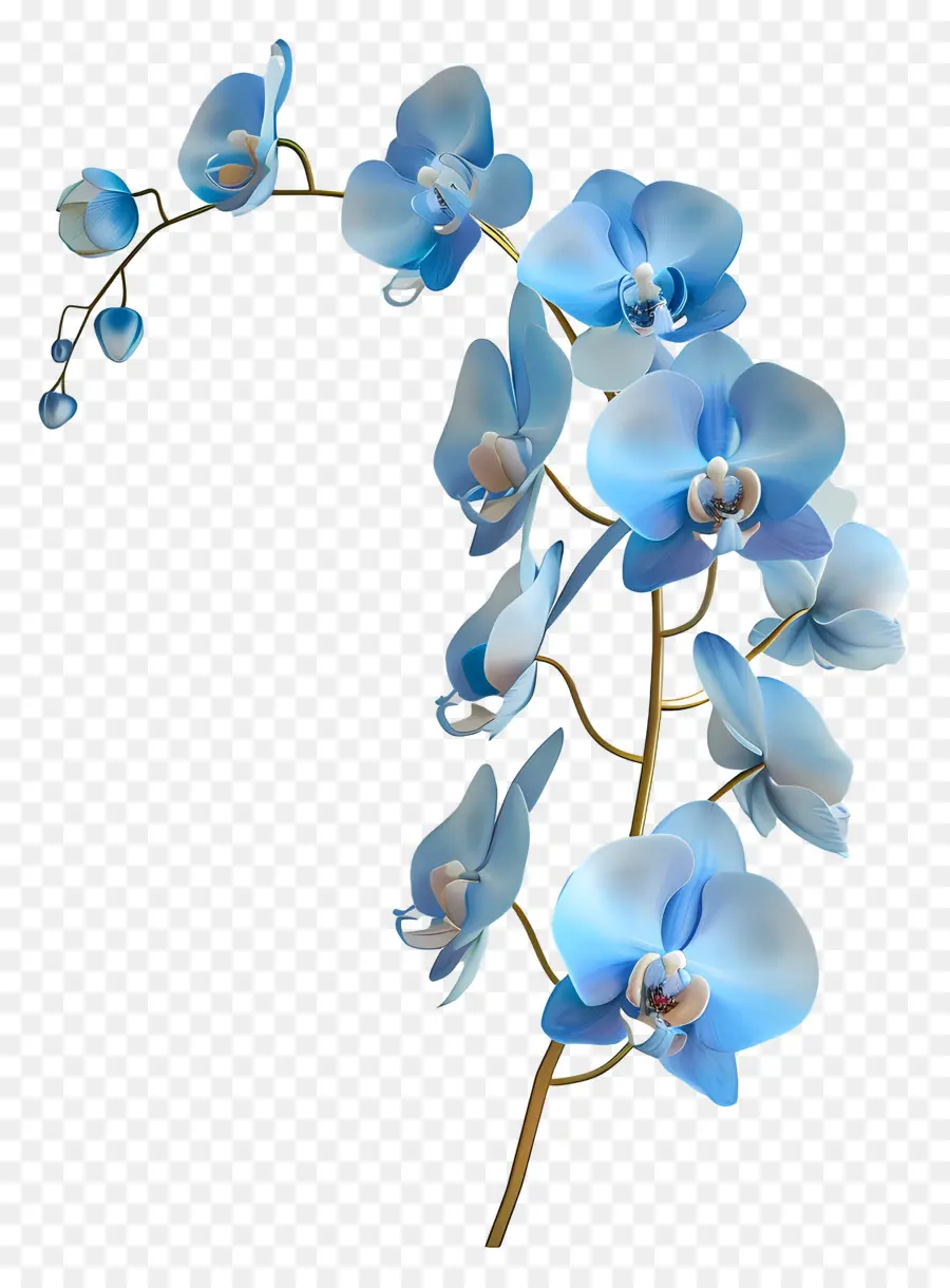 Orchidée Bleue，Orchidées Bleues PNG