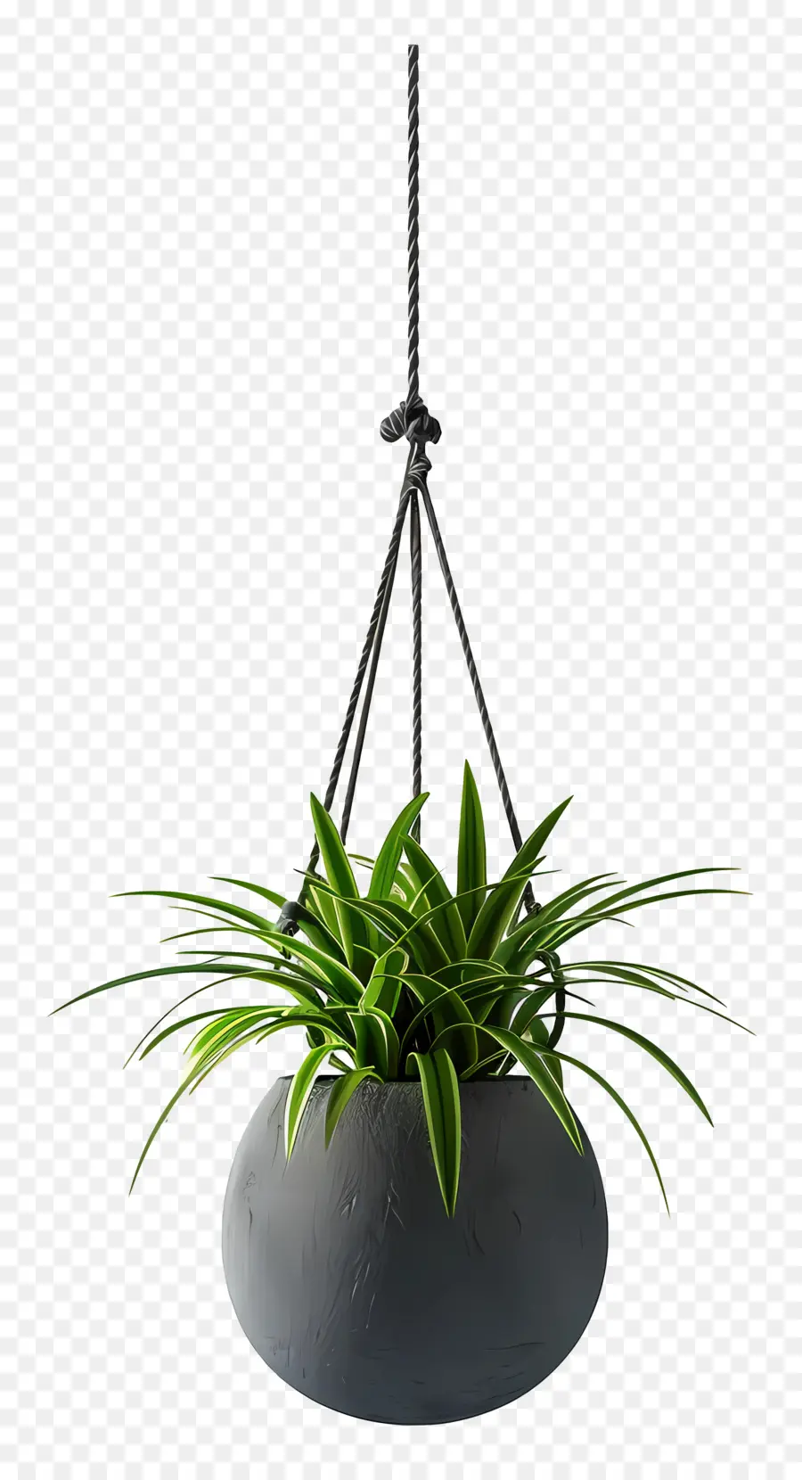 Plante En Pot Suspendue，Plante Suspendue PNG