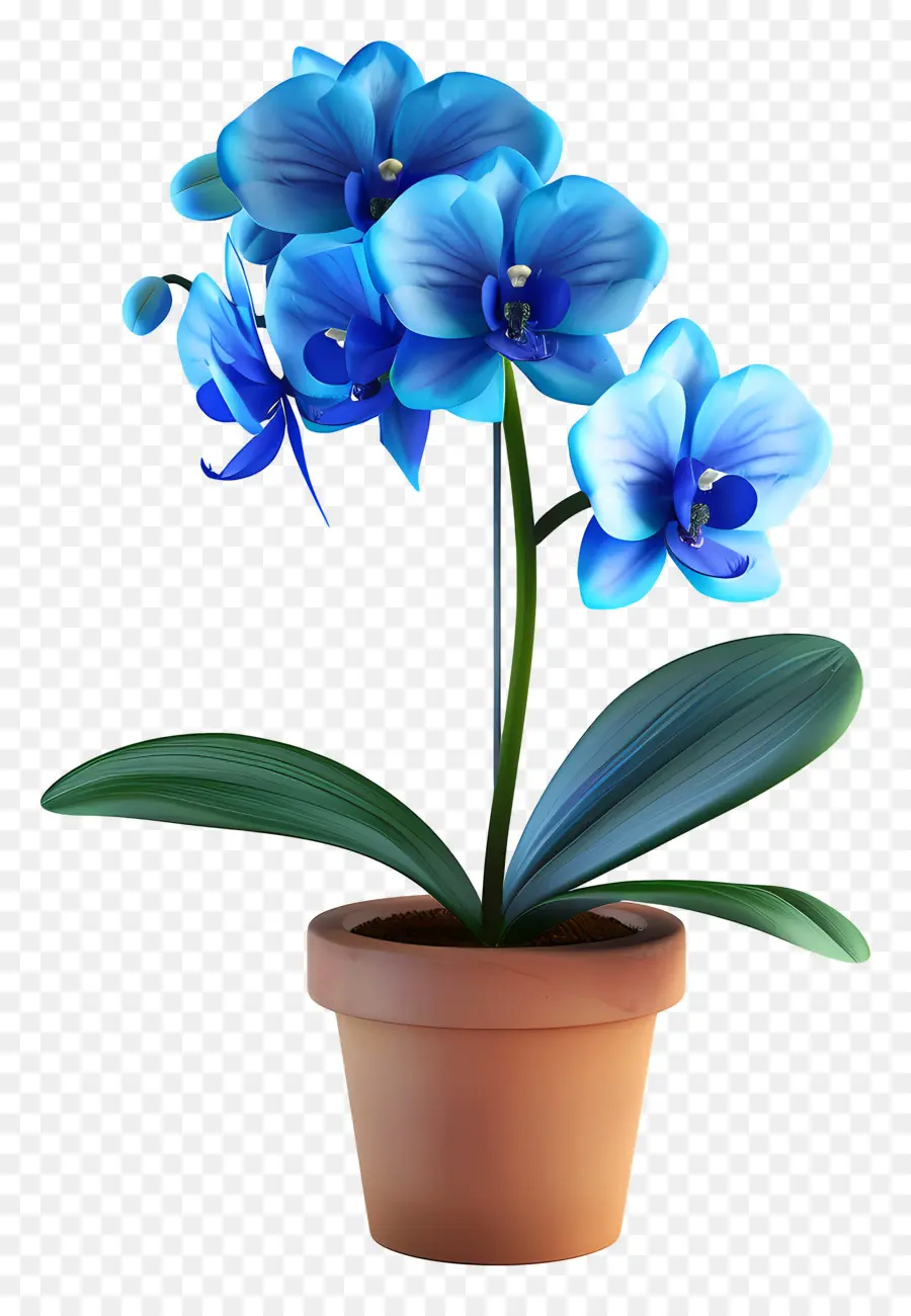 Orchidée Bleue，Fleur PNG