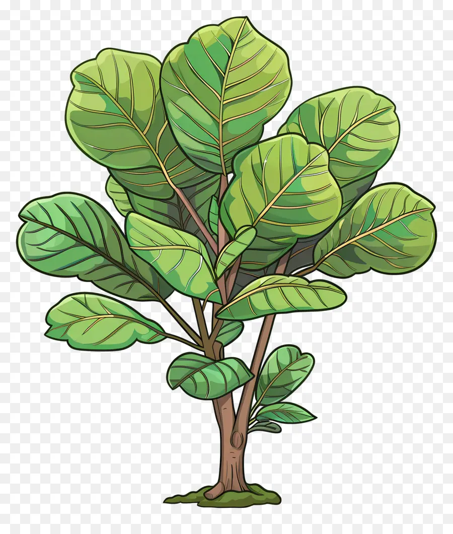 Ficus Lyrata，Plante Verte PNG