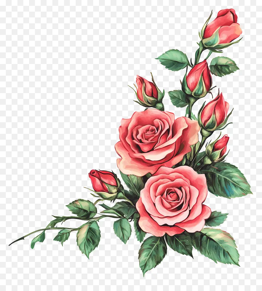 Rose，Roses Oranges PNG