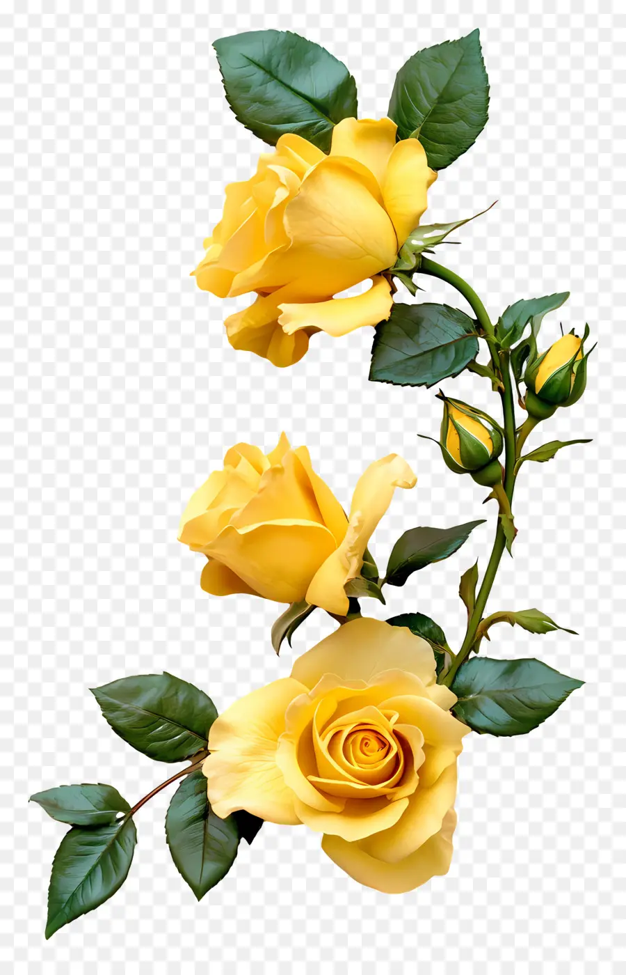 Rose，Rose Jaune PNG