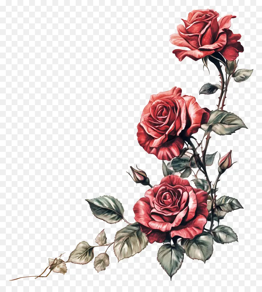 Rose，Roses Oranges PNG