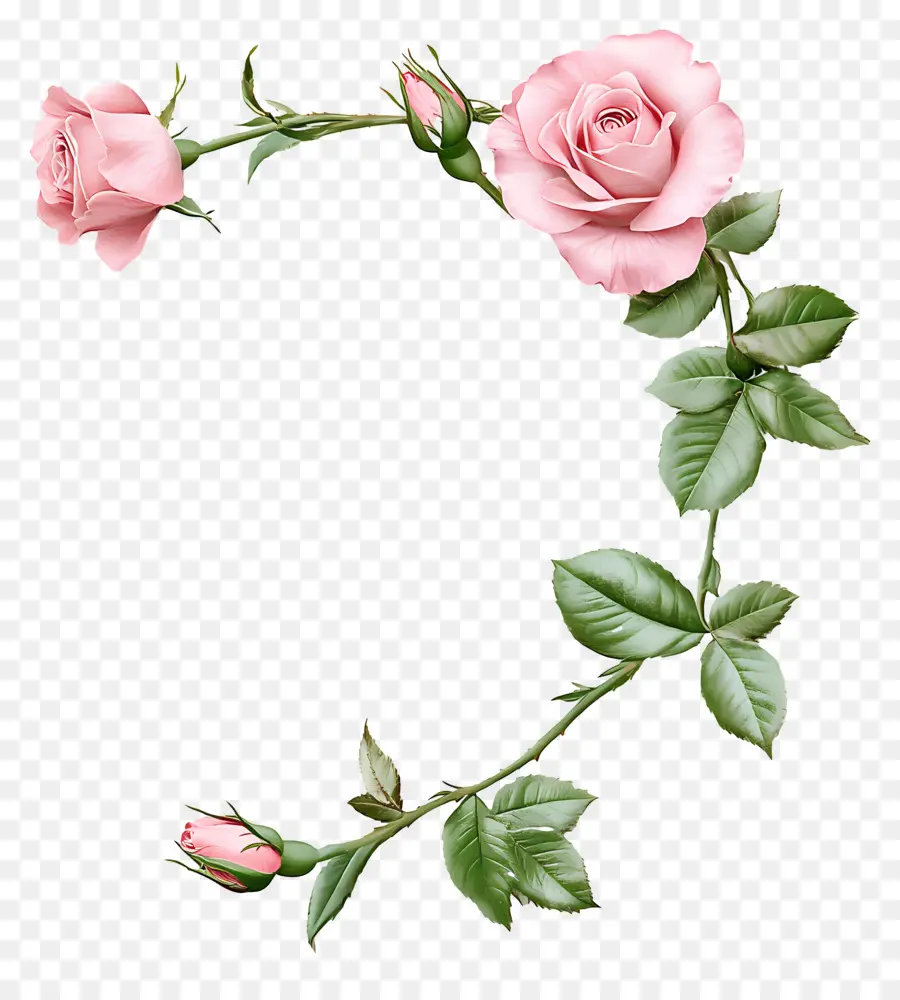 Rose，Roses Roses PNG