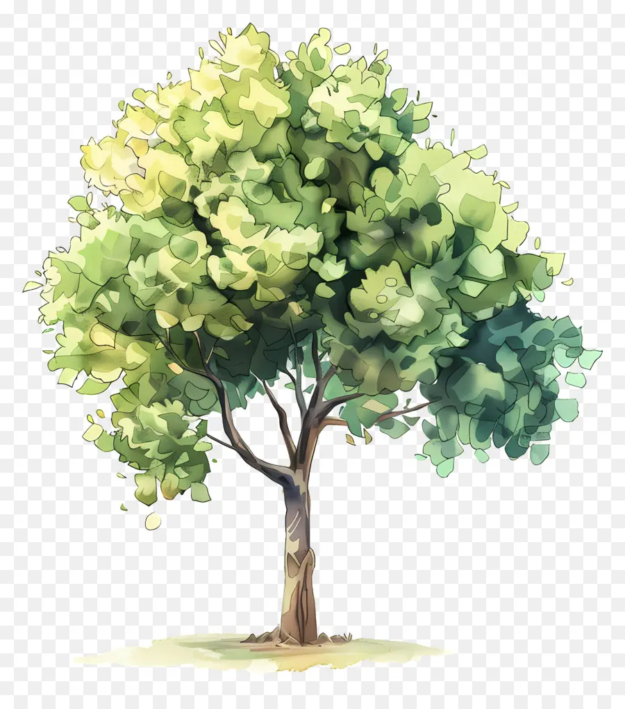 Arbre Aquarelle，Arbre PNG