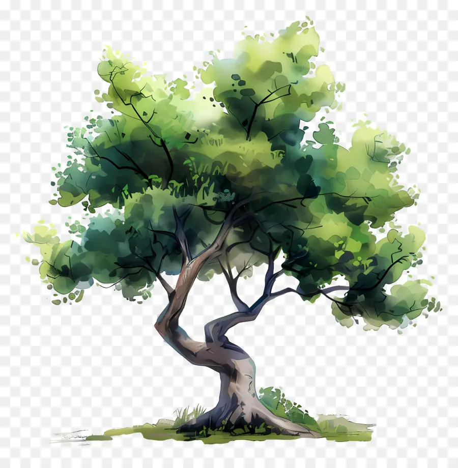 Arbre Aquarelle，Arbre Vert PNG