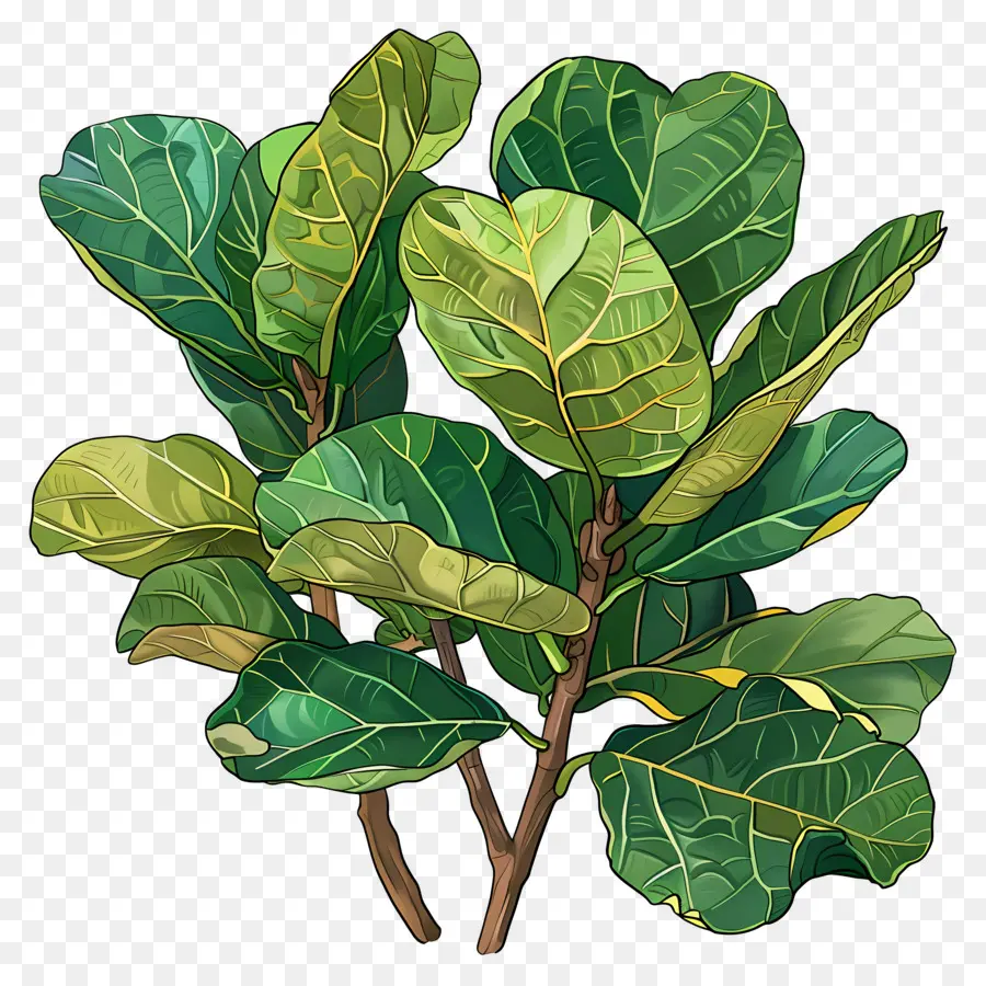 Ficus Lyrata，Plante Verte PNG