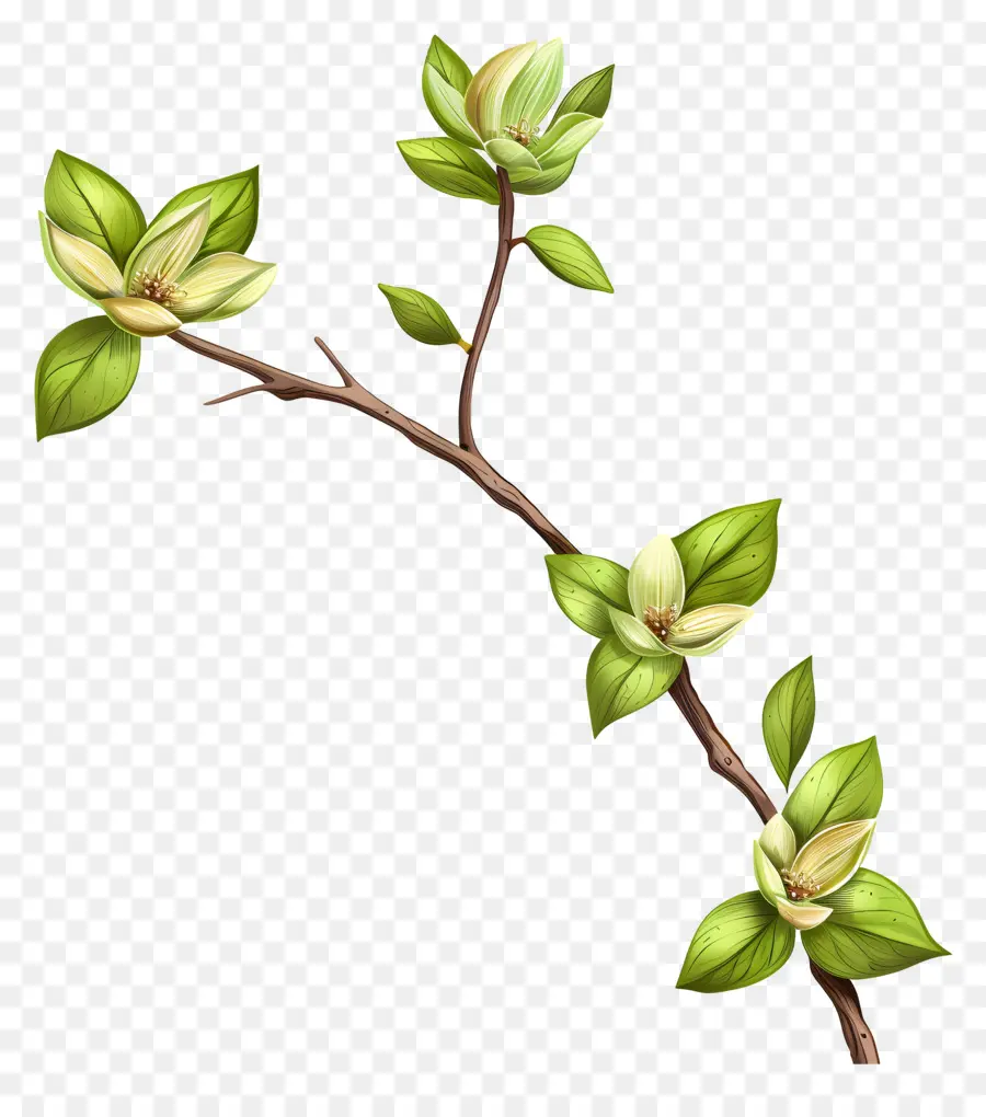 Fleurs Vertes，Branche Avec Des Feuilles PNG