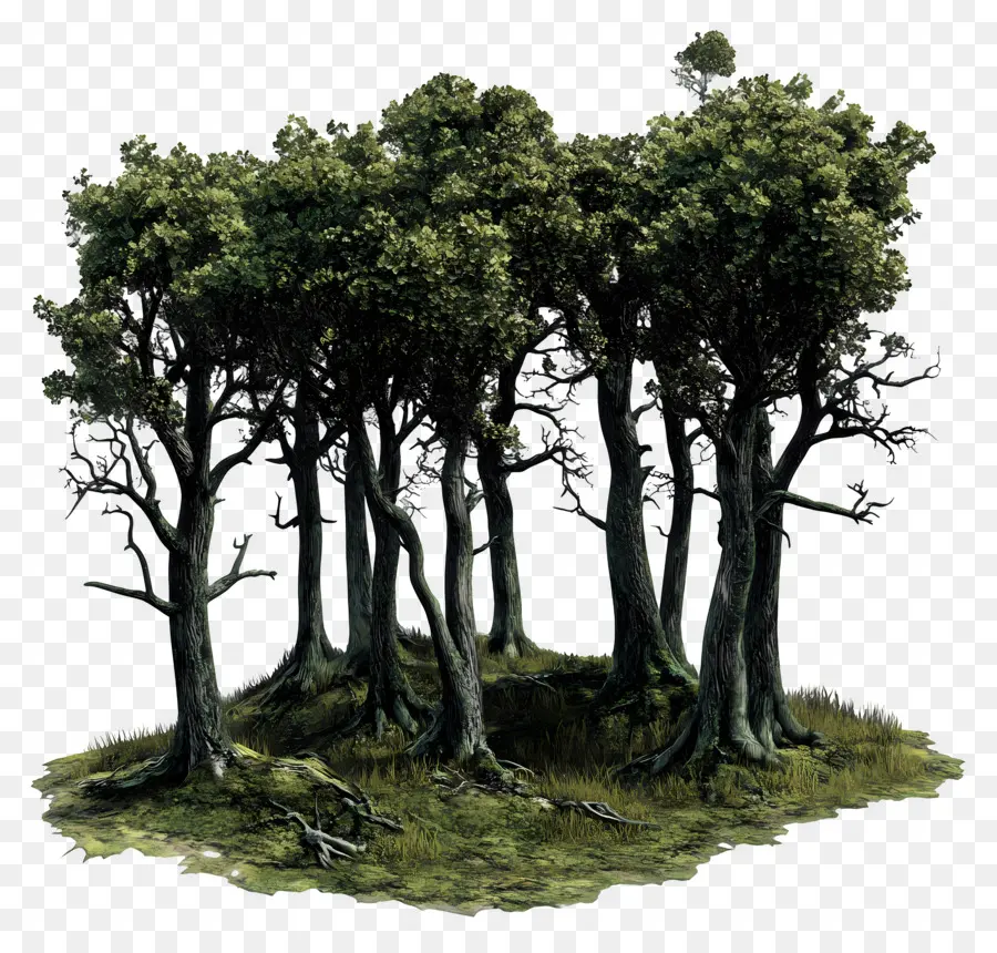 Bois Moussus，Arbres PNG